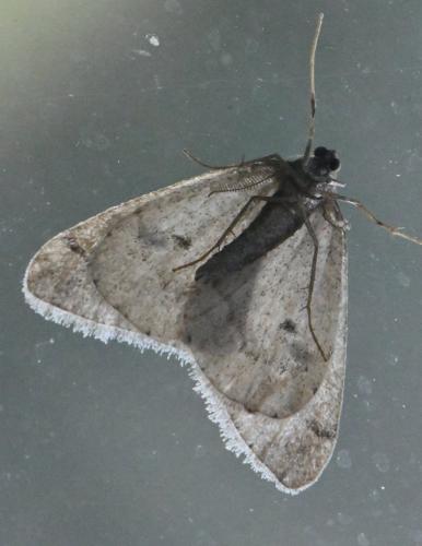 Réf. 317 852 : Theria primaria